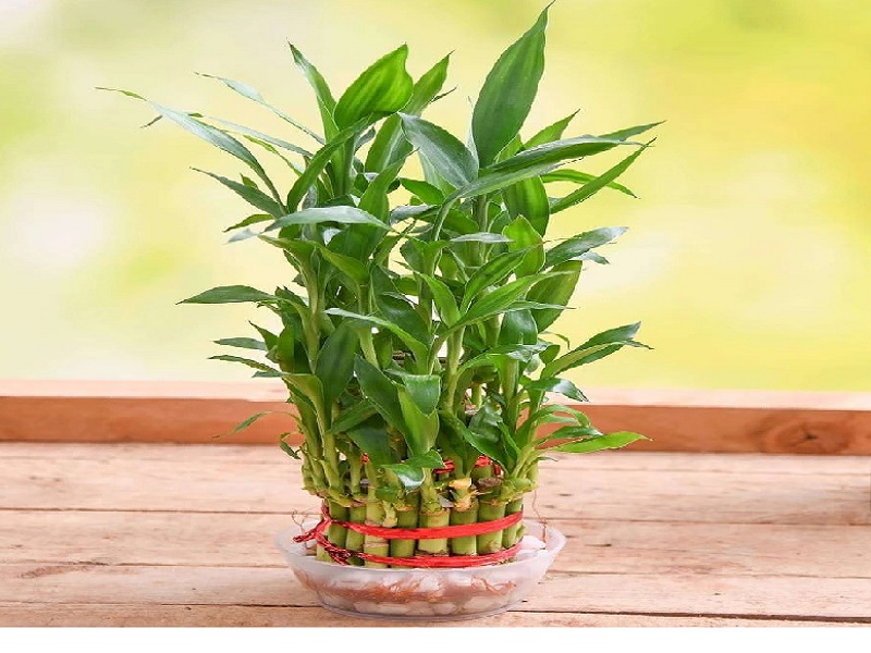 Bamboo Plant